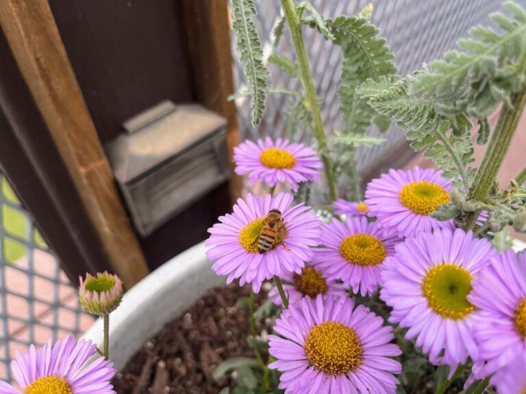 A bee rests on a seaside daisy.