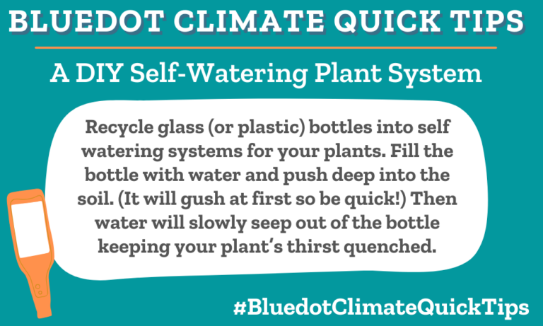 Climate Quick Tip: A DIY Self-Watering Plant System Recycle glass (or plastic) bottles into self watering systems for your plants. Fill the bottle with water and push deep into the soil. (It will gush at first so be quick!) Then water will slowly seep out of the bottle keeping your plant’s thirst quenched. Want to propagate your house plants and swap with friends? Bluedot’s gardening columnist tells you how.