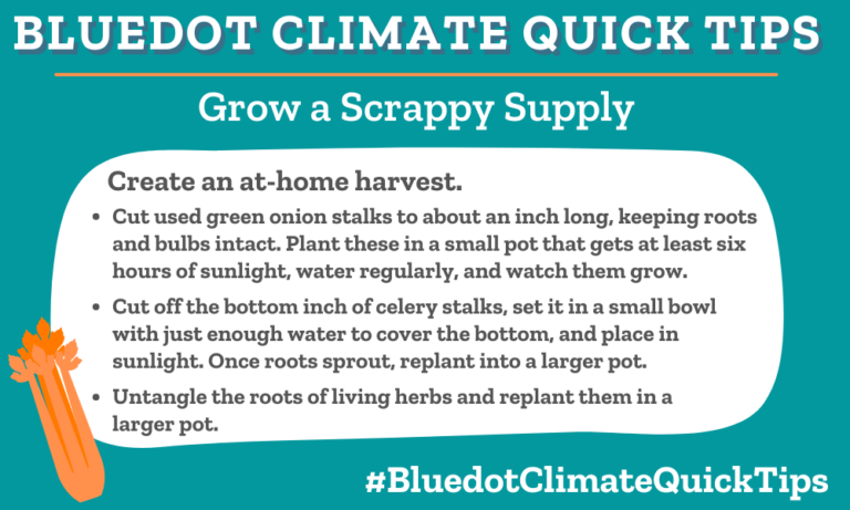 Climate Quick Tip: Grow a Scrappy Supply Create an at-home harvest. •Cut used green onion stalks to about an inch long, keeping roots and bulbs intact. Plant these in a small pot that gets at least six hours of sunlight, water regularly, and watch them grow. •Cut off the bottom inch of a celery stalks, set it in a small bowl with just enough water to cover the bottom, and place in sunlight. Once roots sprout, replant into a larger pot. •Untangle the roots of living herbs and replant them in a larger pot. A single purchase of green onion, celery, and living herbs from your local grocery store can kickstart an abundant supply of home-grown food when you replant them, ensuring you never have to rebuy easy-to-grow produce again.